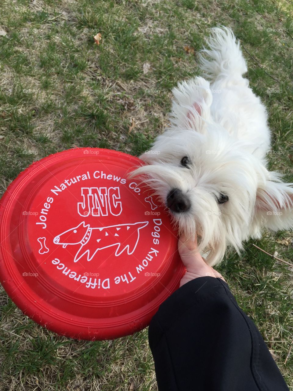 Westie dog playing fetch with frisbee