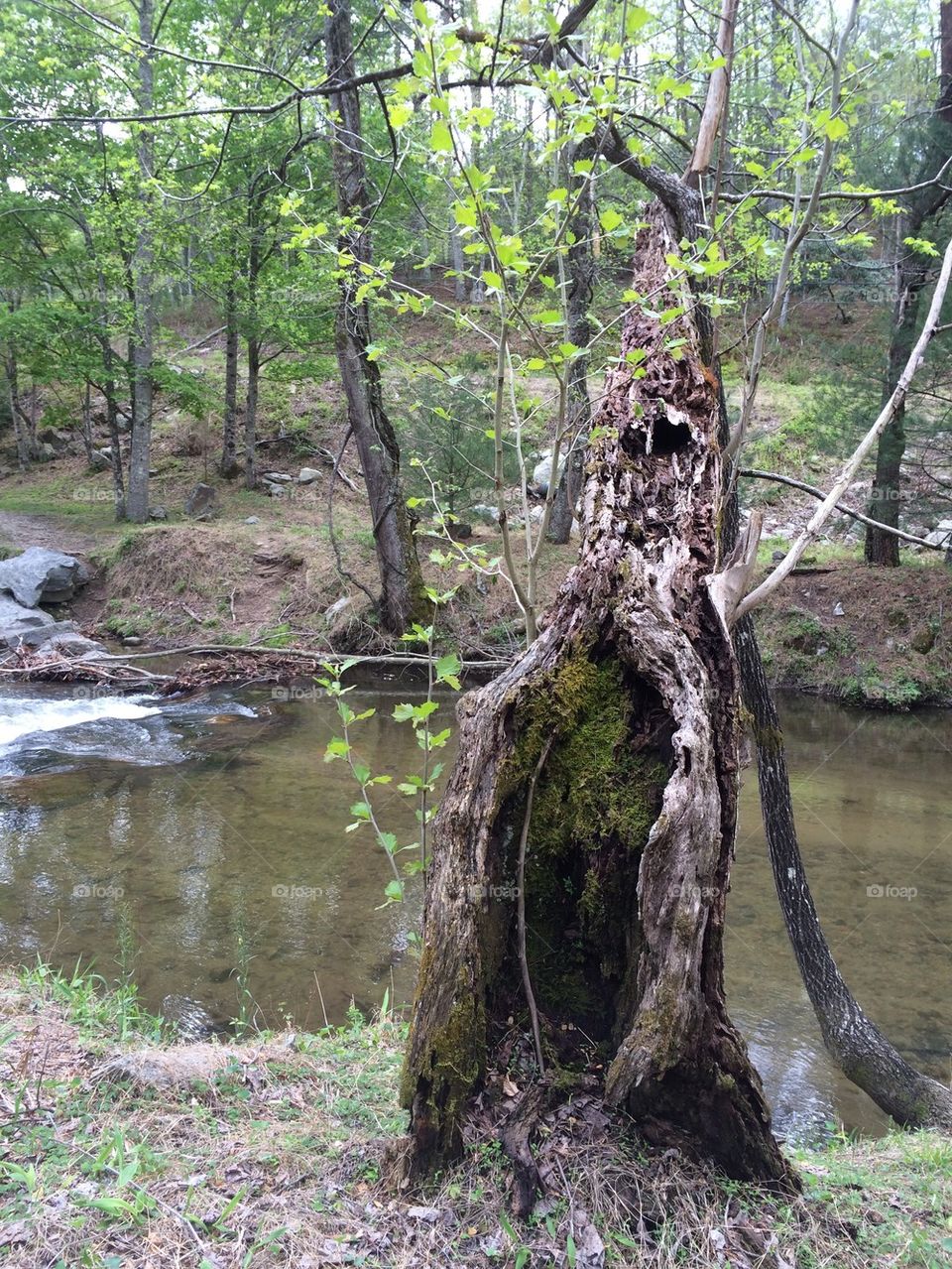 By the Creek