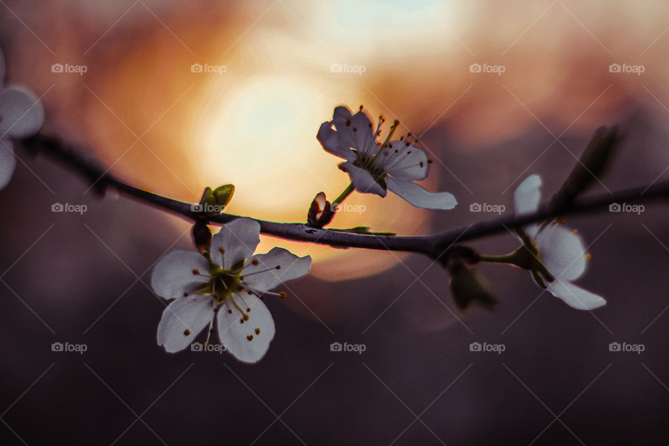 Sunset behind a white flowering tree