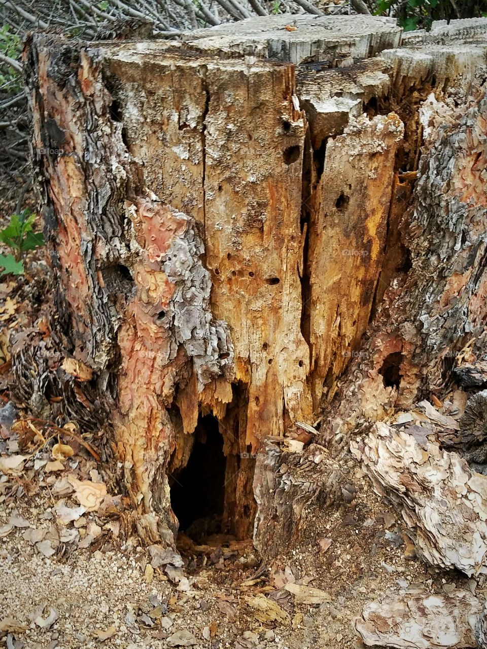 Stump with hole
