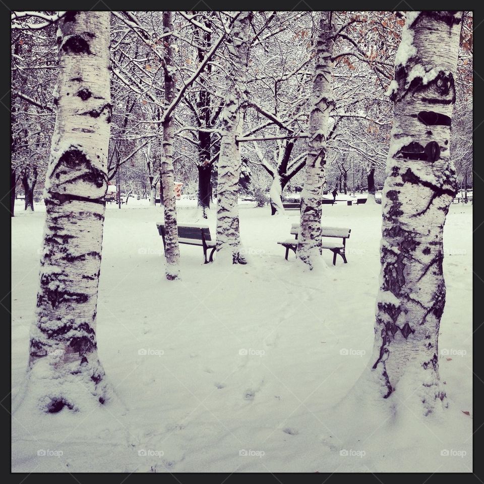 snow winter tree park by severina1