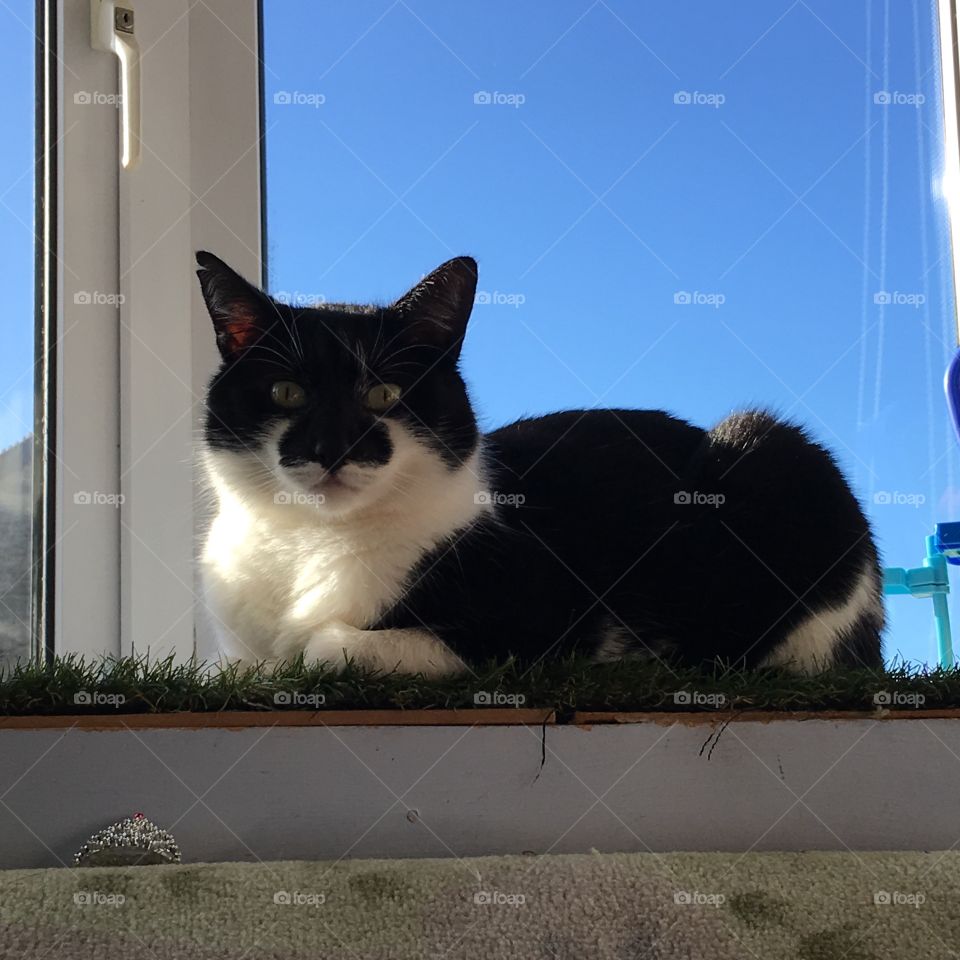 My Monty looking straight at you. The contrast of his black and white fur and the beautiful blue sky. Fixed on the lens and allowing me to capture his beauty