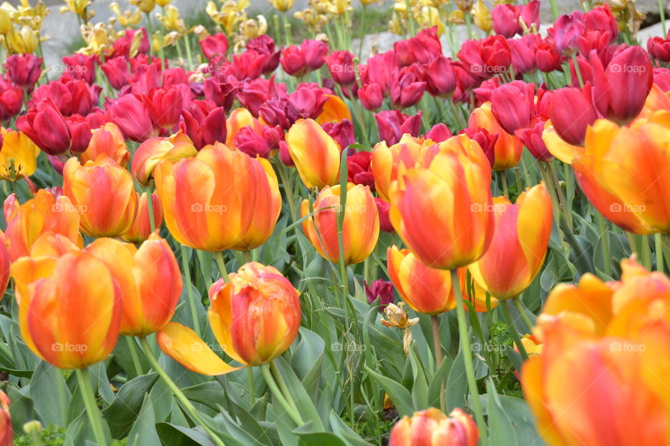 Tulips in Istanbul
