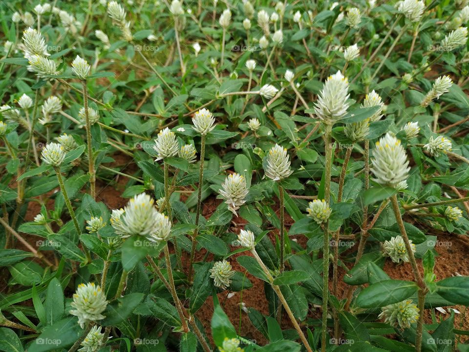 White Mulla Mulla feathery flowerheads, Ptilotus exaltatus, family Amaranthaceae. Endemic to arid and semi-arid regions of India. Spring and summer flowering.