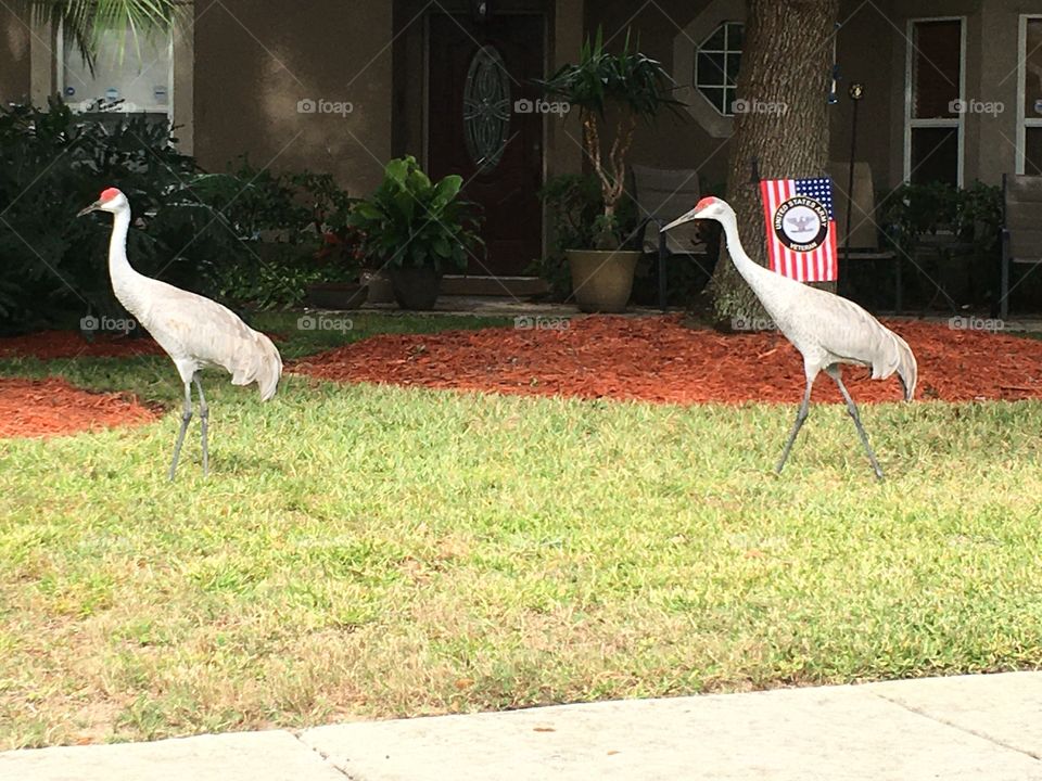 Sandhill cranes and an American flag 