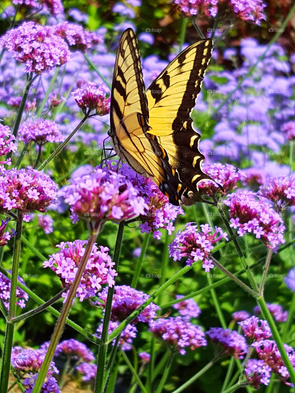 Monarch butterfly on flower