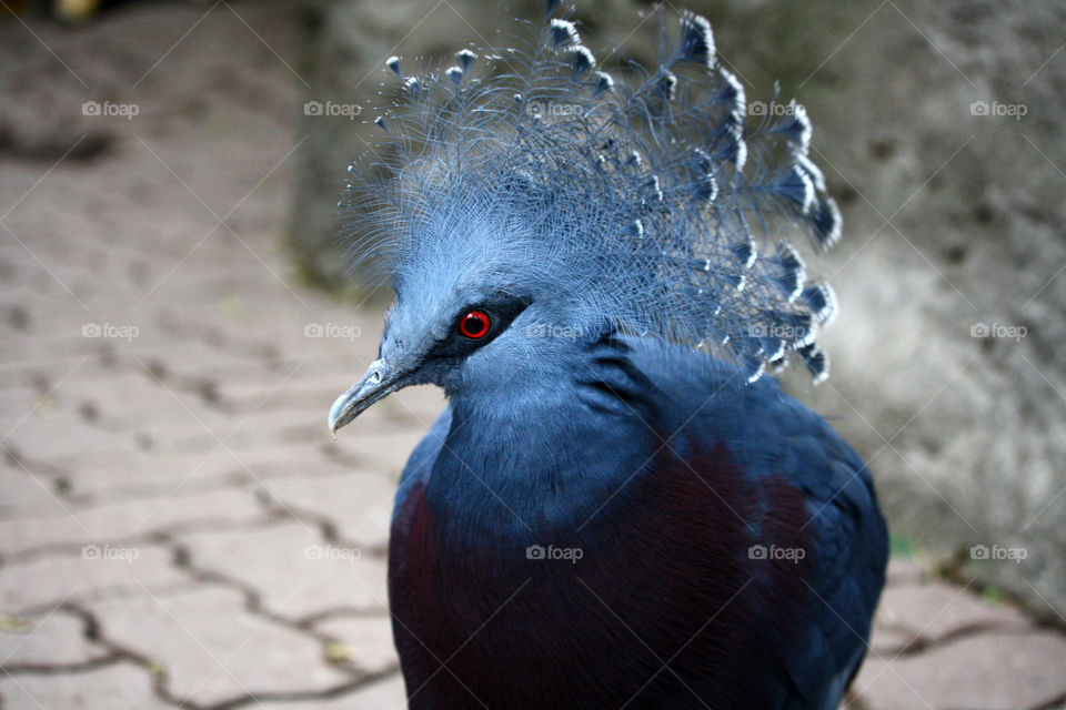 Portrait of a beautiful Victoria crowned pigeon