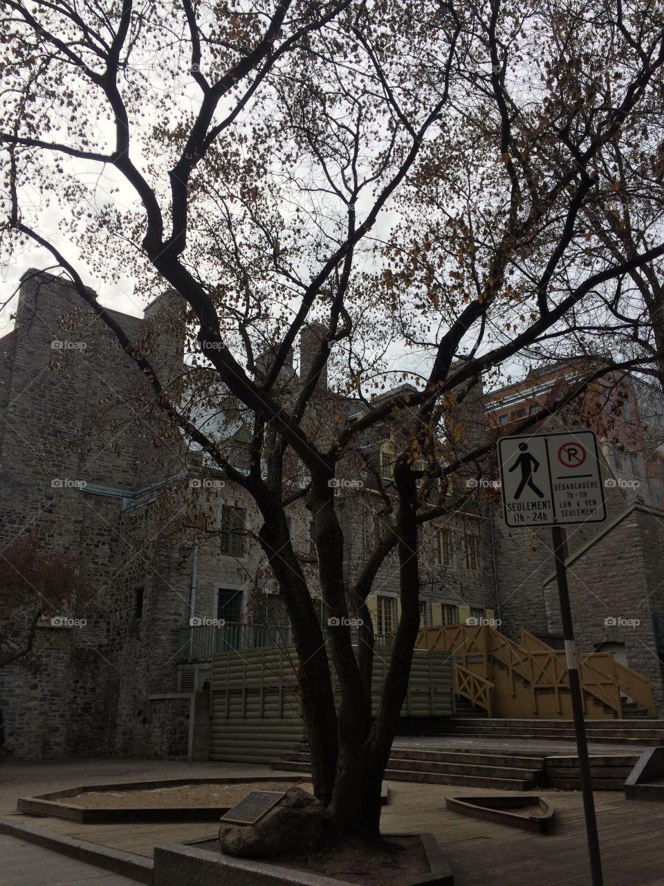 Tree in Old Town Quebec 