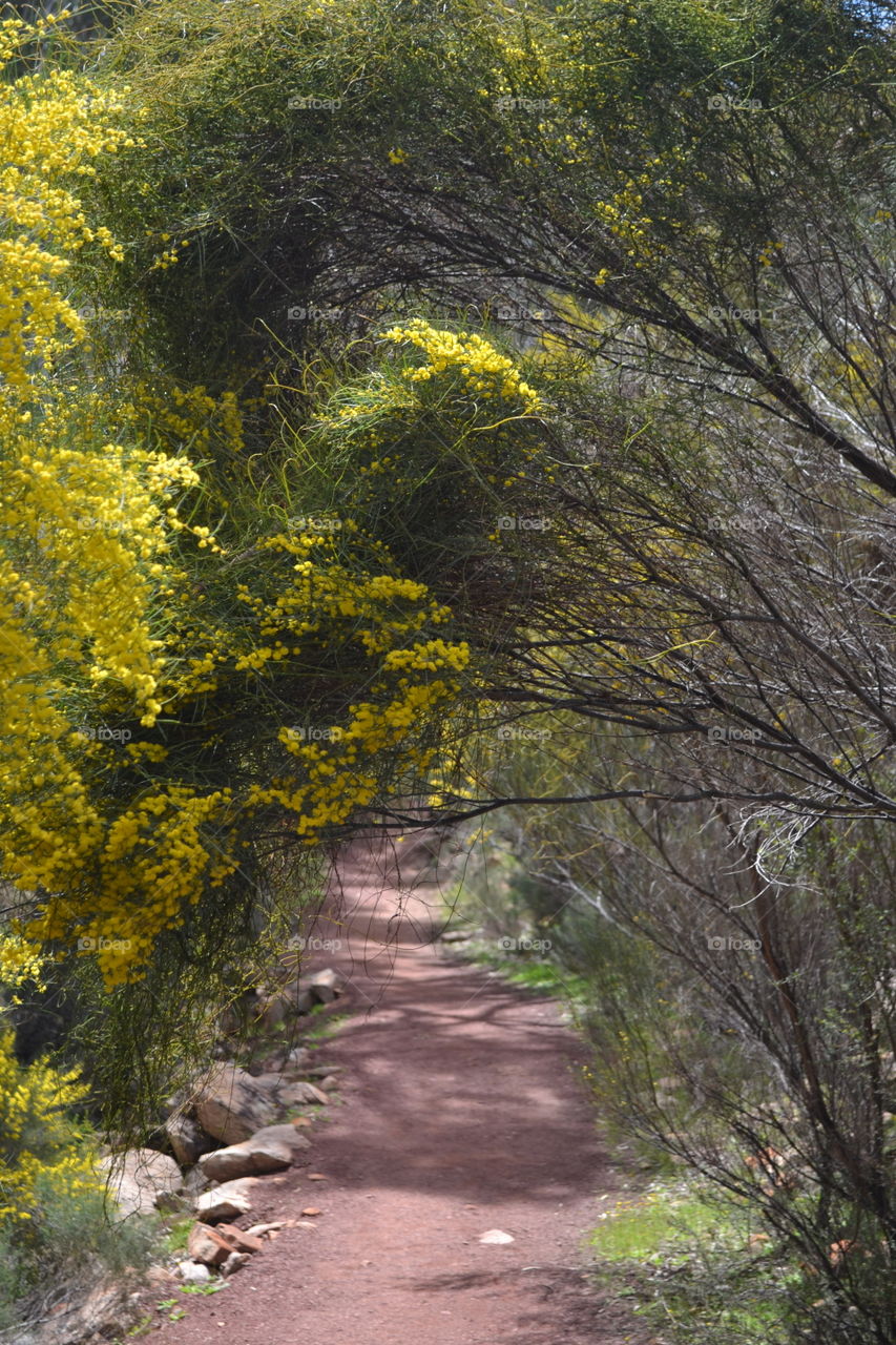 Spring in the Flinders Ranges of south Australia, rare vibrant colour along this lovely backpacking trail withy arches of gum trees for shade 
