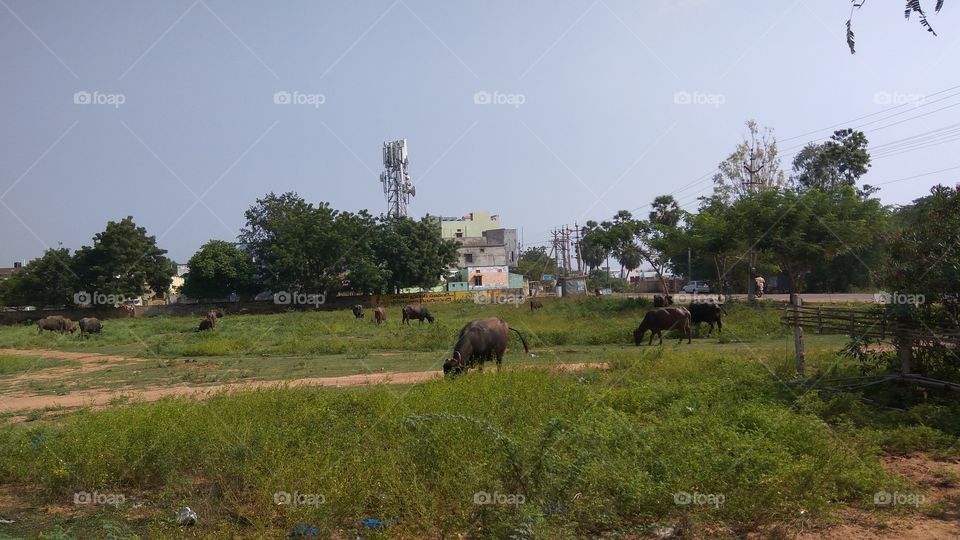 outside area animals