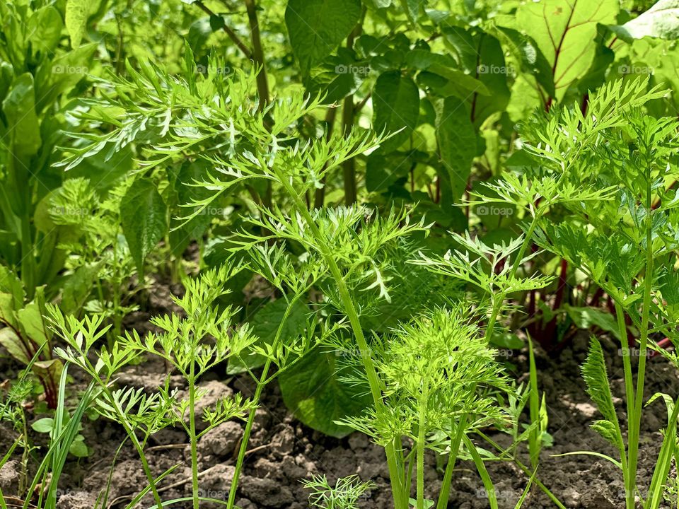 Plant beds, young shoots of carrots and beets in the garden
