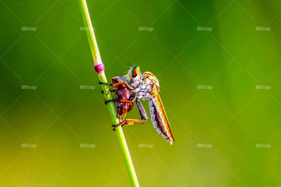 Robber Fly