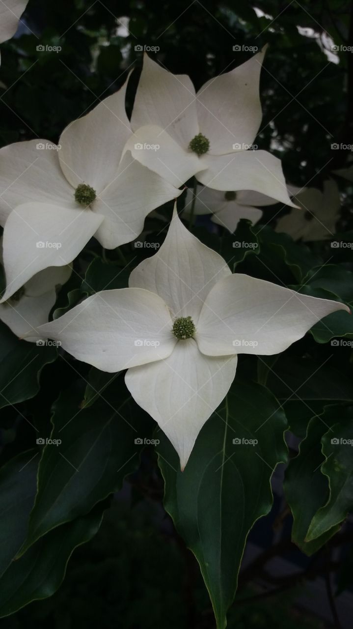 petals symmetry