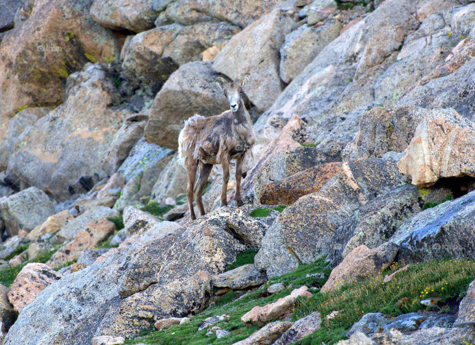 A female bighorn sheep is shedding her winter fur in the spring. She is camouflaged deeply.