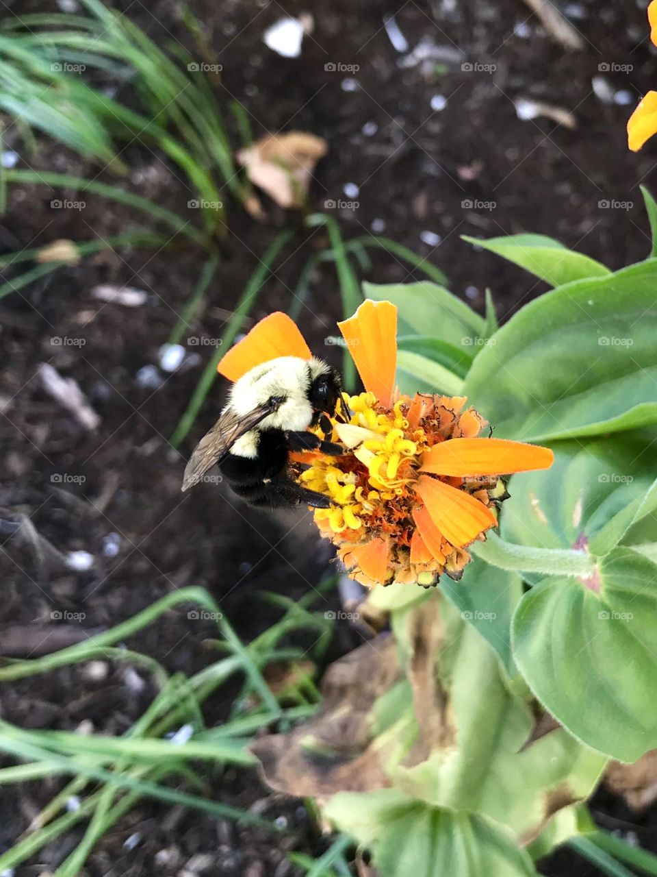 Summer bumblebee on an orange flower 