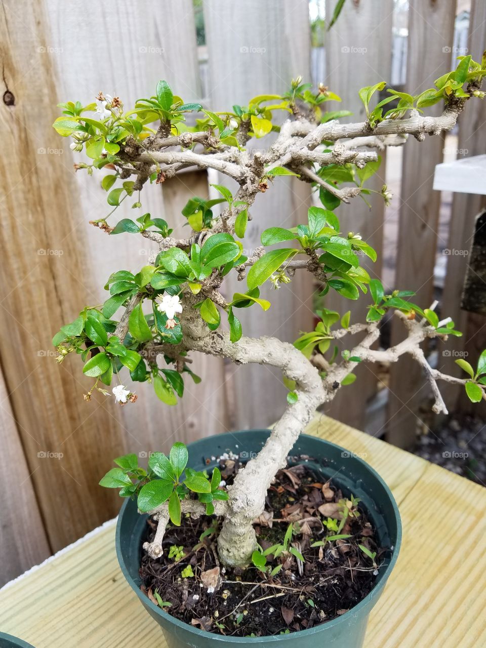 Bonsai tree