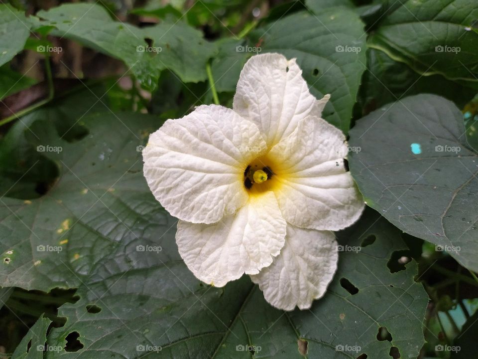 bhatkerela flower vegetable that is good for health