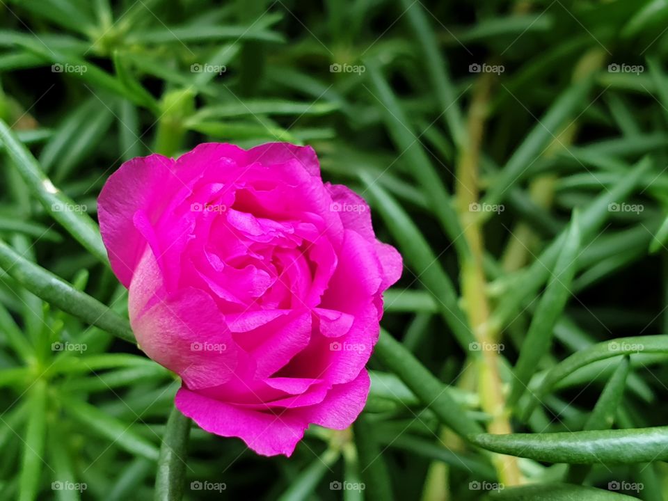 my beautiful Portulaca grandiflora