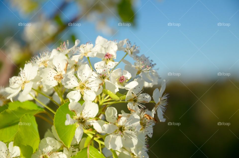 Macro Flowe