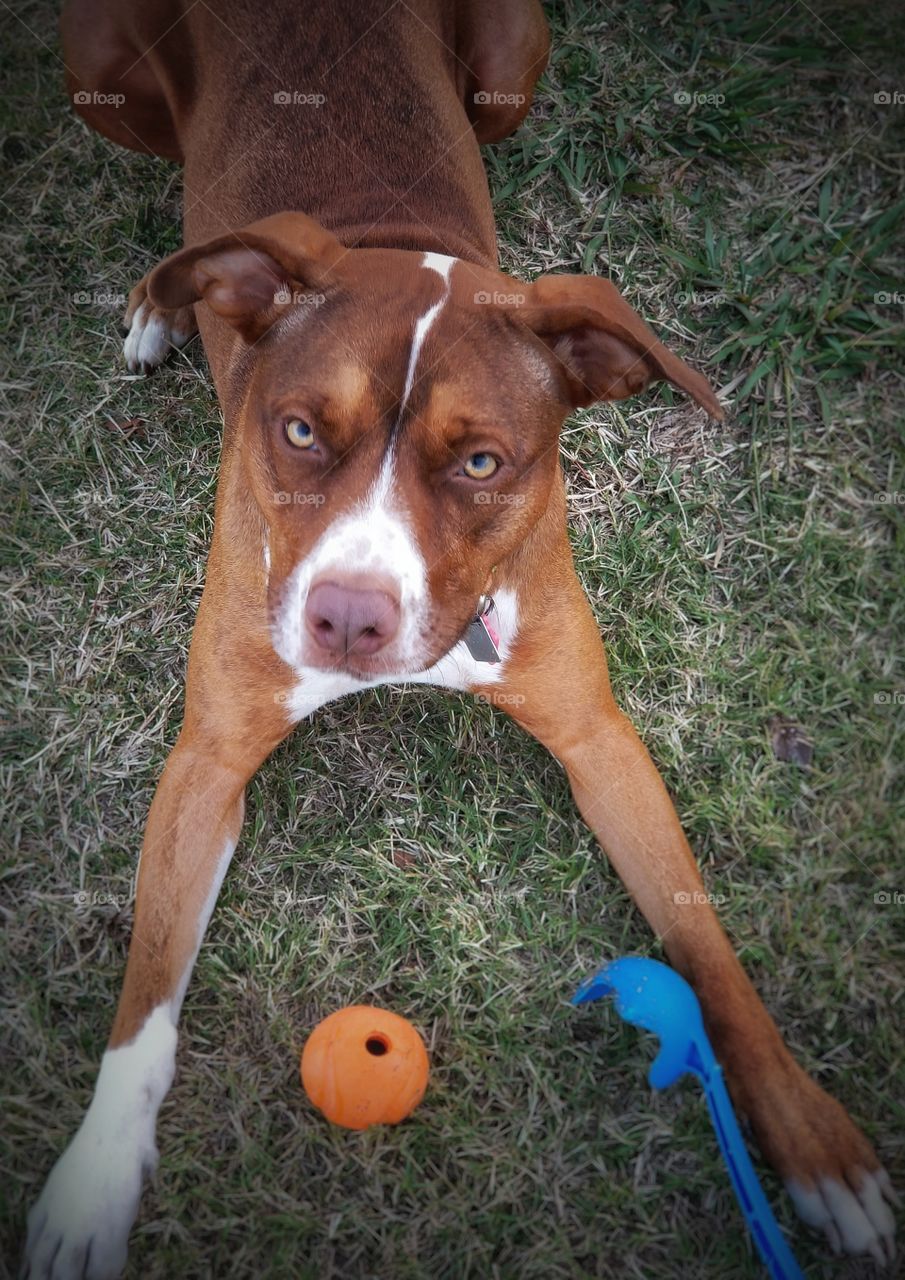 A Pit Bull Catahoula Cross dog looking up  with her Chuckit ball and stick.