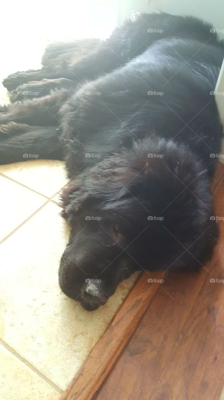 Dog, No Person, Mammal, One, Portrait