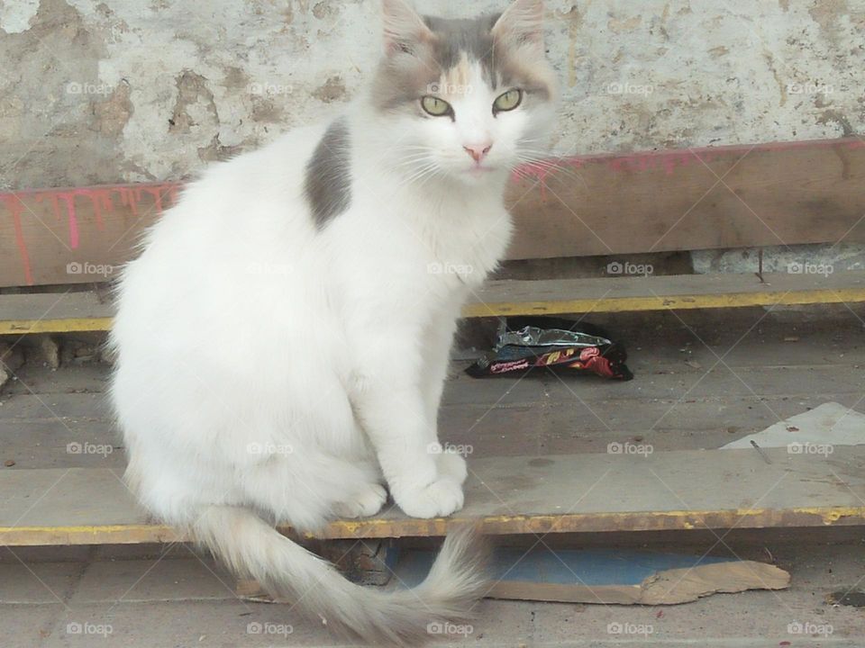 Beautiful white cat looking at my camera.