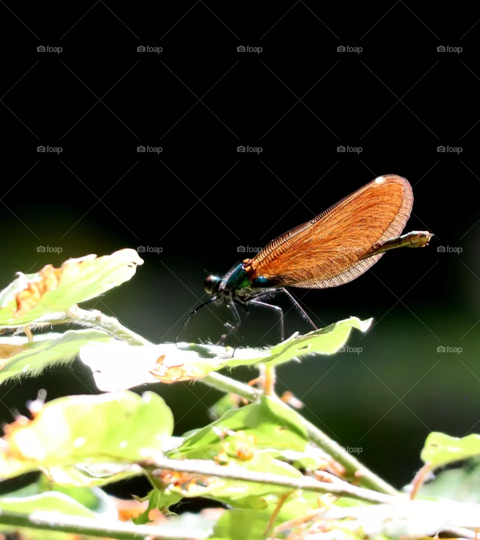 Weibchen der Blauflügel-Prachtlibelle