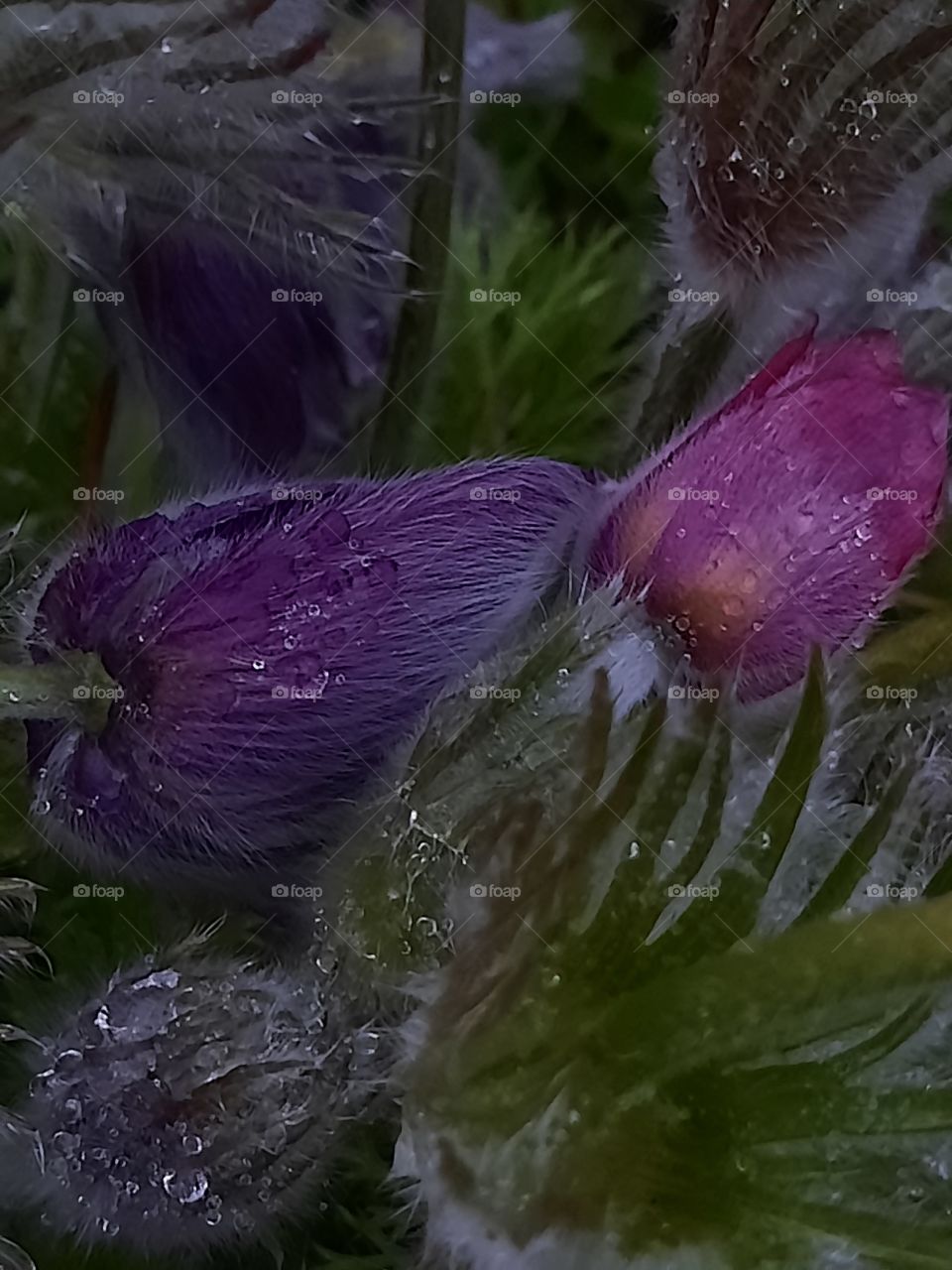 stades of evolution of pulsatilla flowers after evening rain