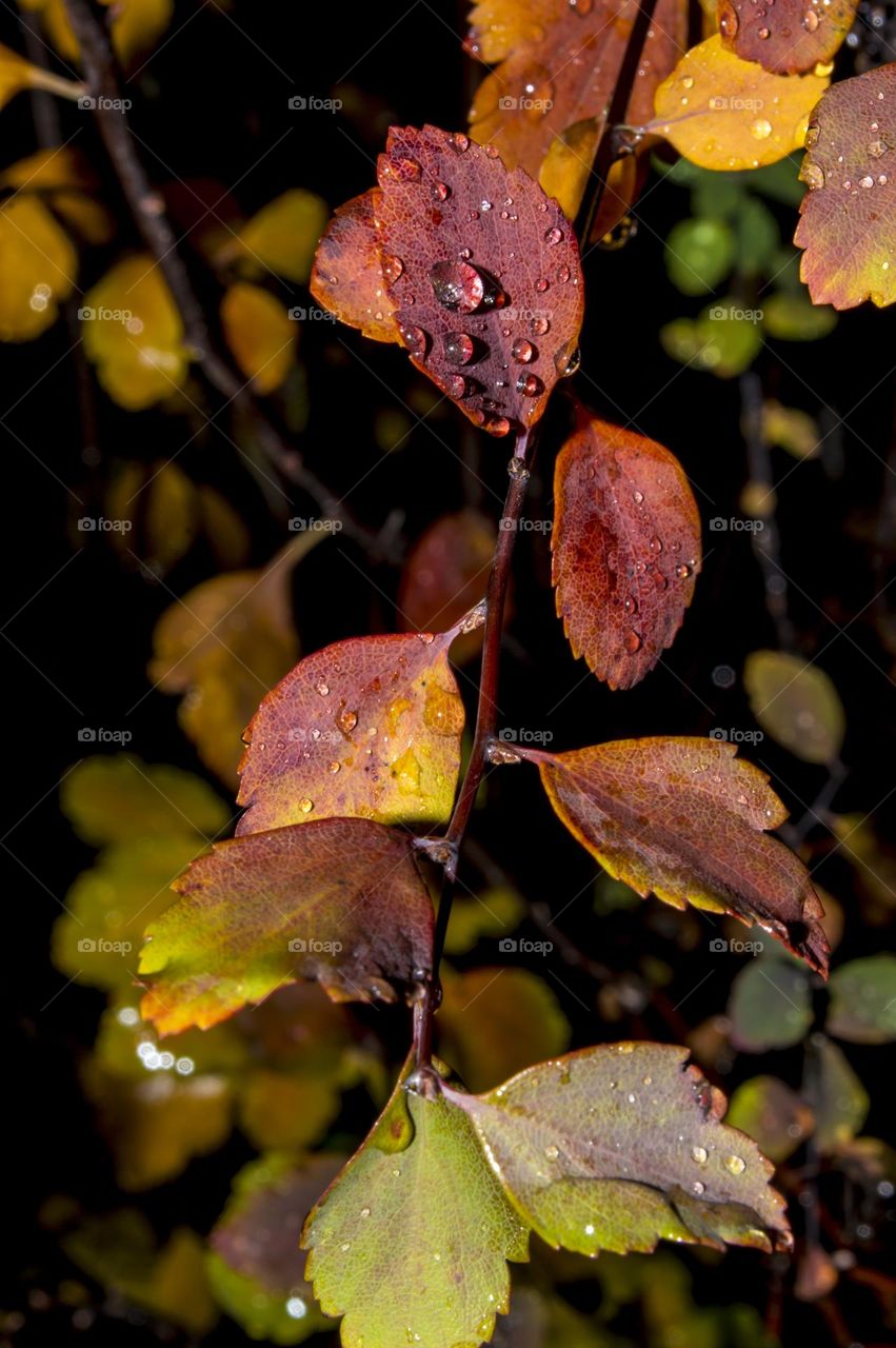 Twig after the rain