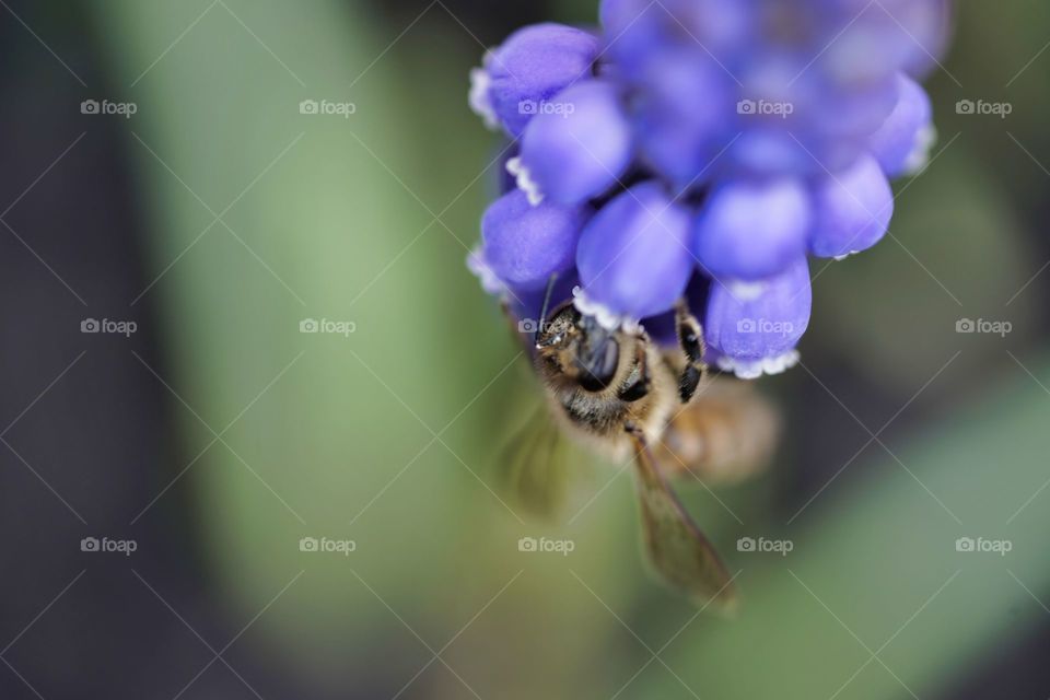 bee