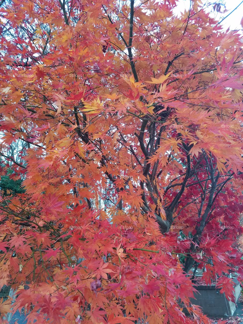 Red and orange leaves