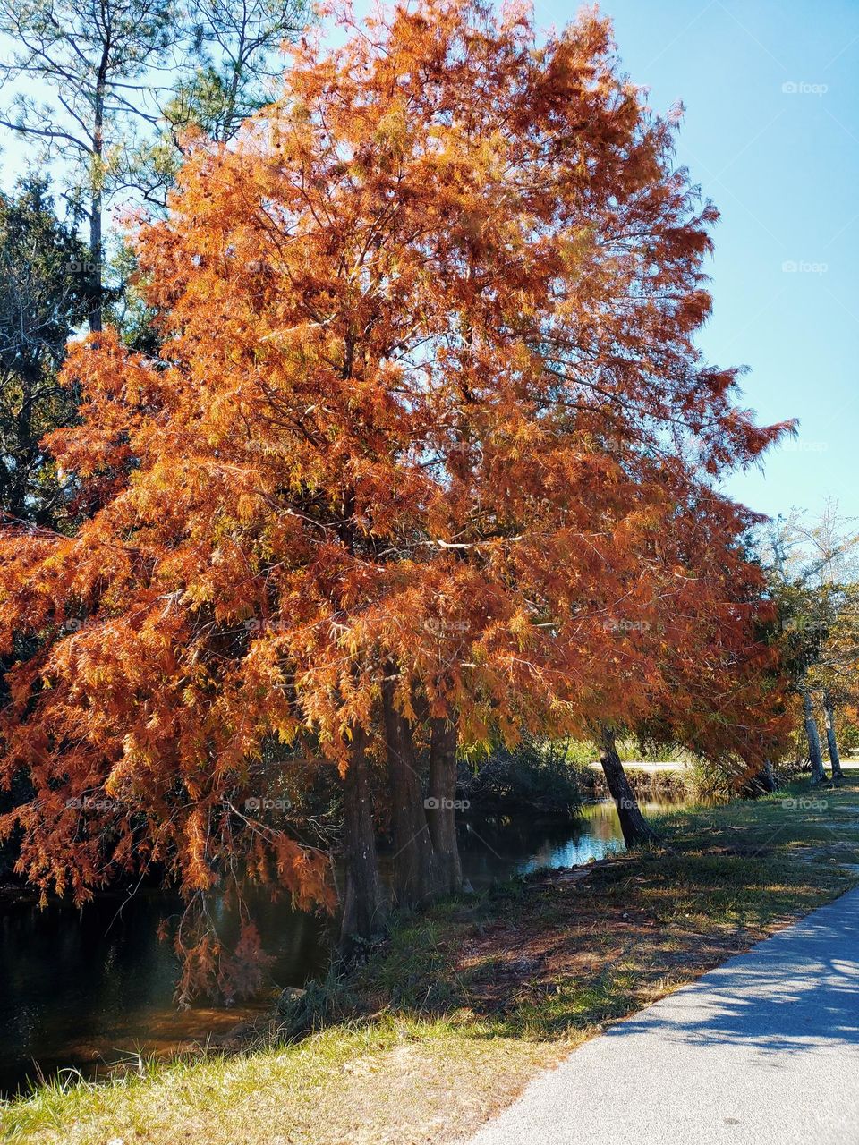 Autum Tree