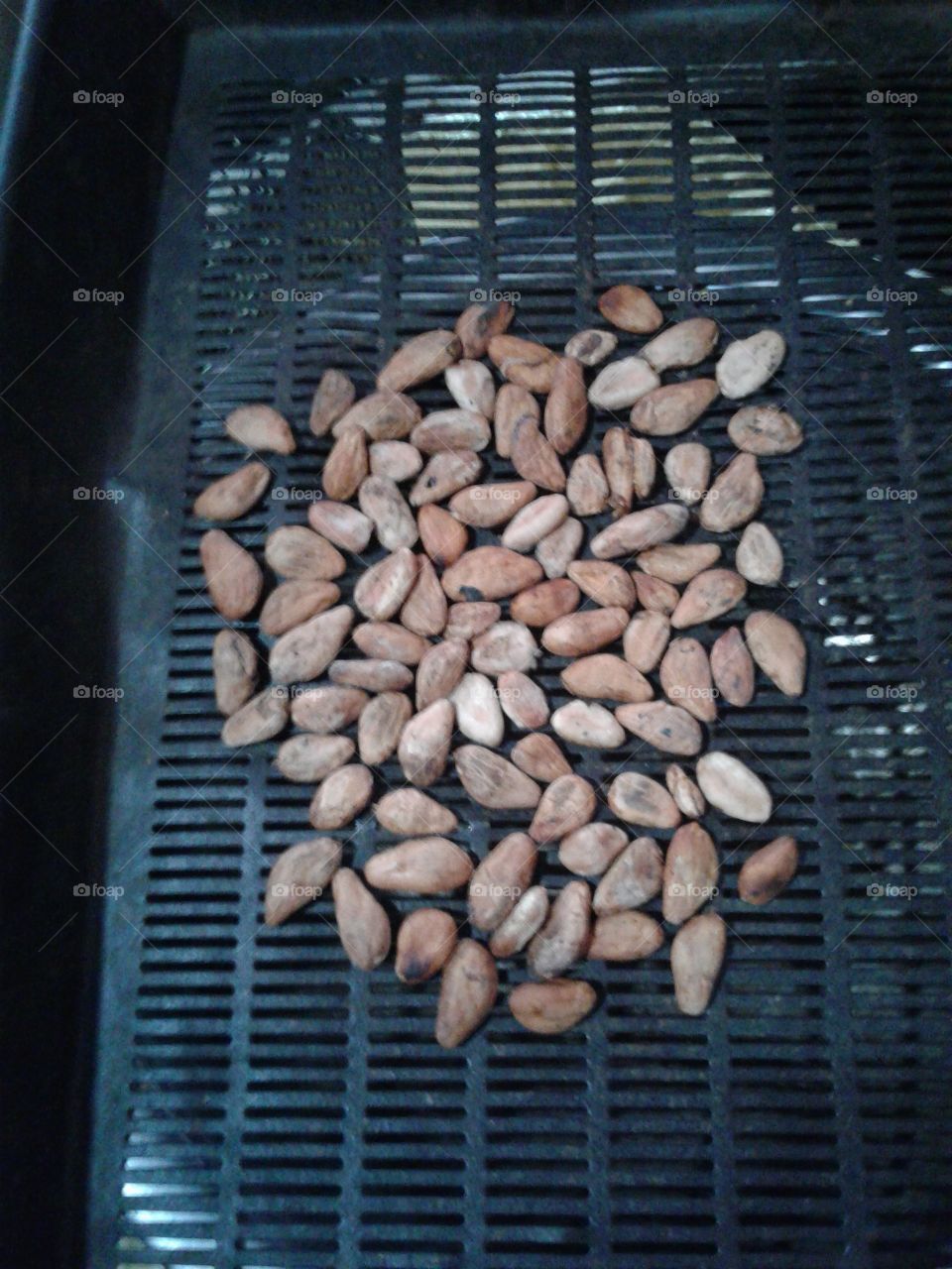 cocova seeds