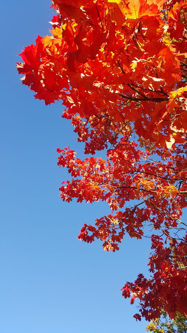 fall