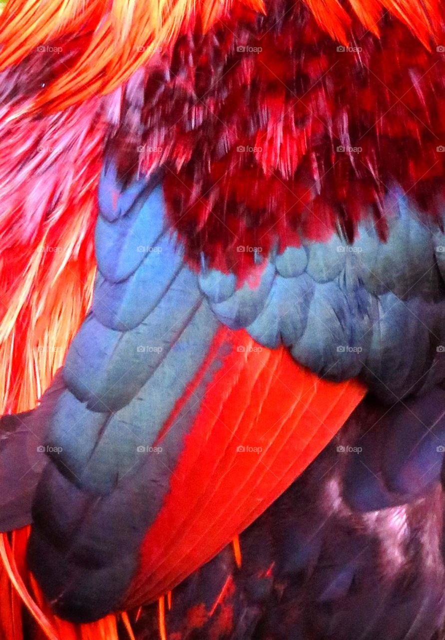 rewster's feathers