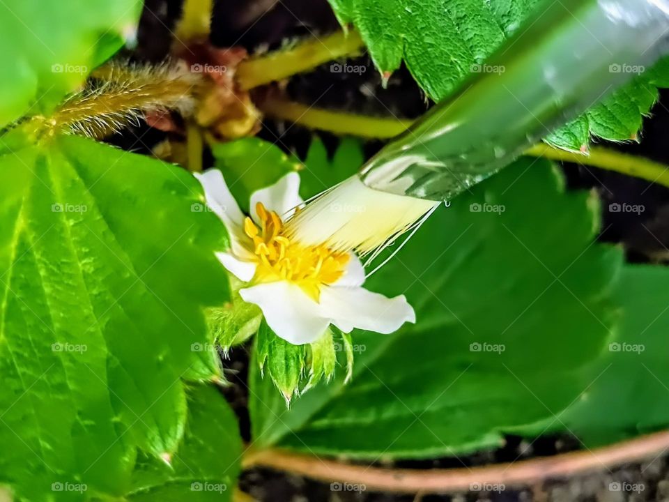 Artificial pollination of strawberries.