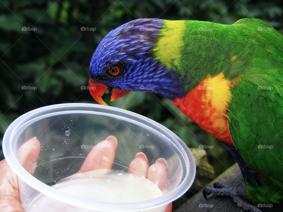 Rainbow Lorikeet