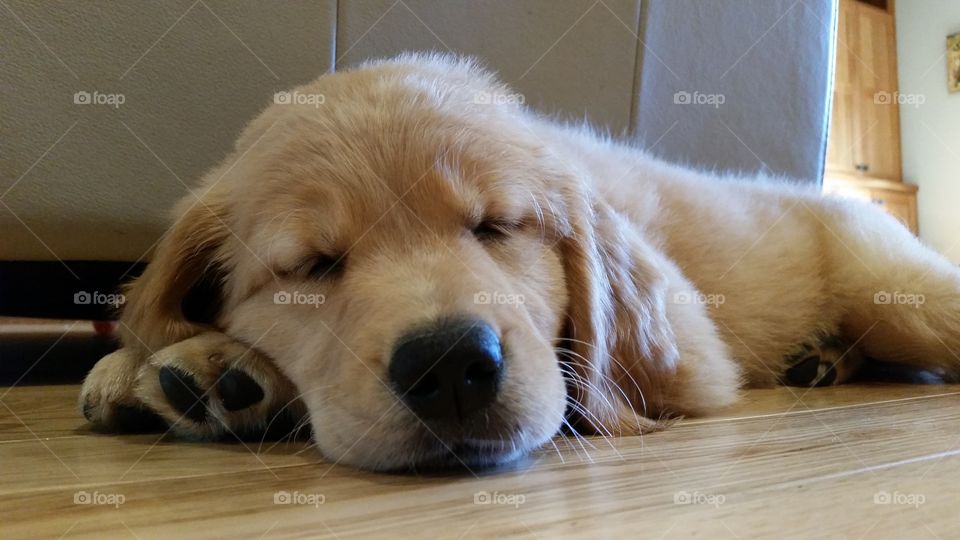 Golden puppy sleeping