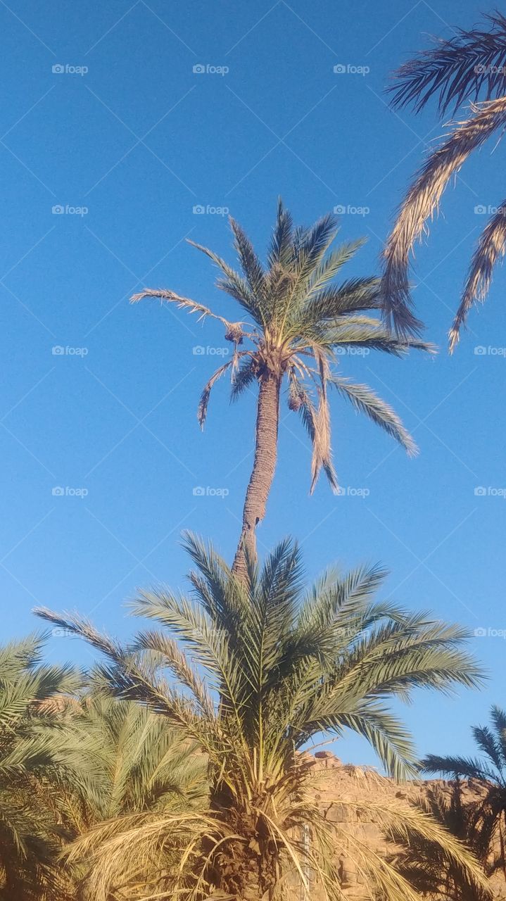 Palm