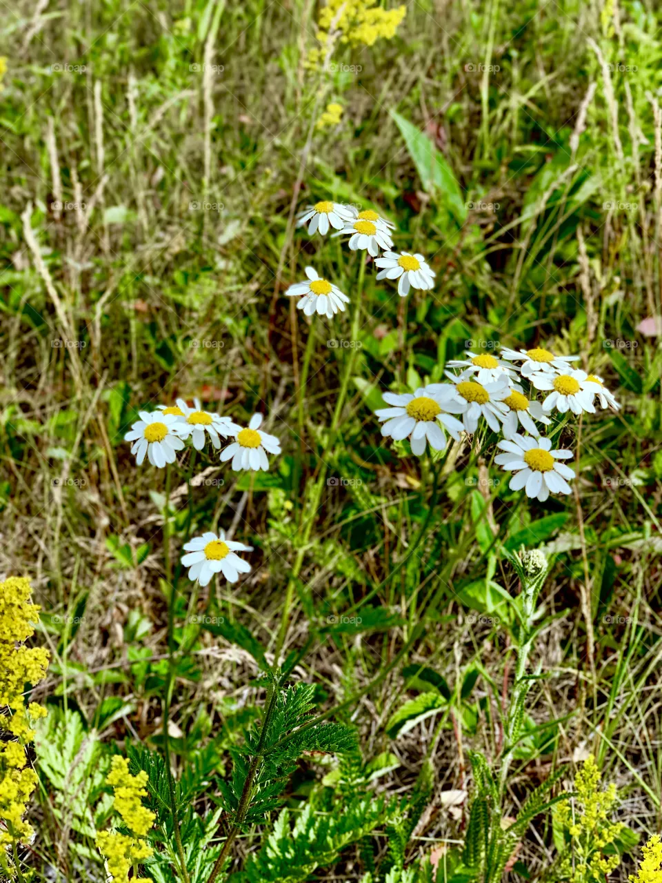 chamomile