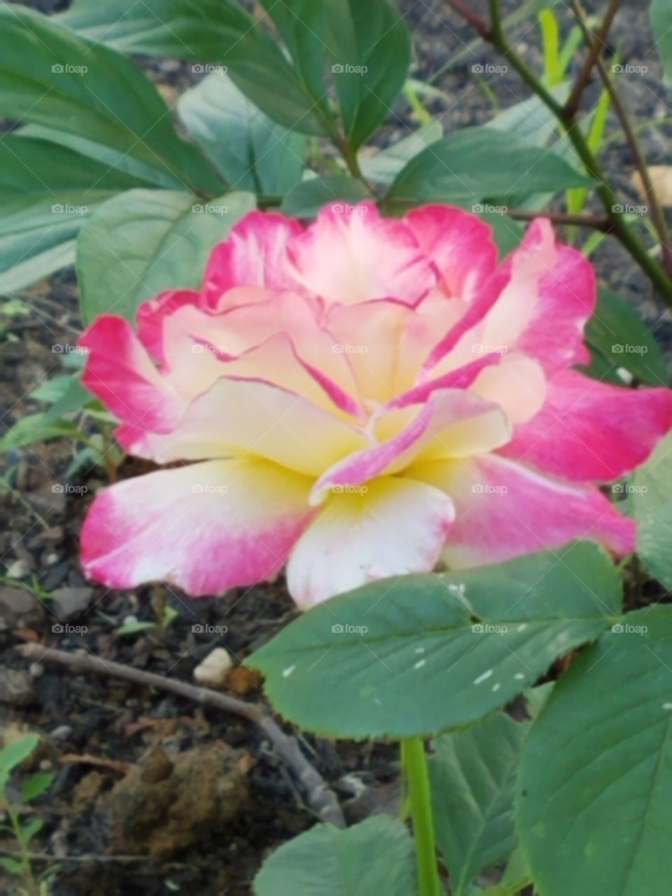 multicolored rose