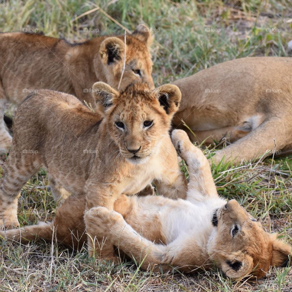 Lion cubs 