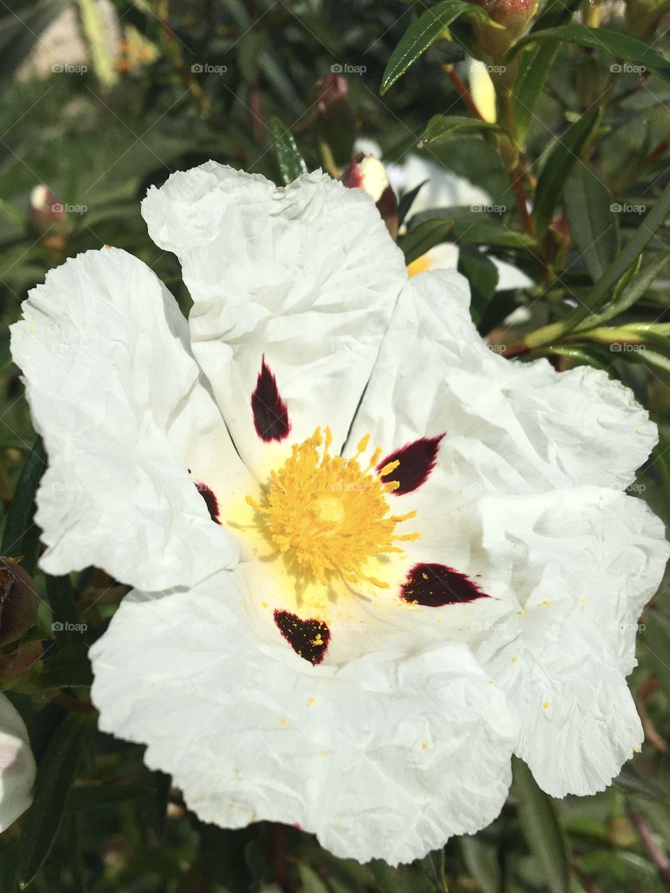 Pollen on Cistea flower
