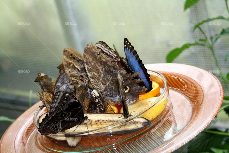 beautiful butterflies, blue Morpho