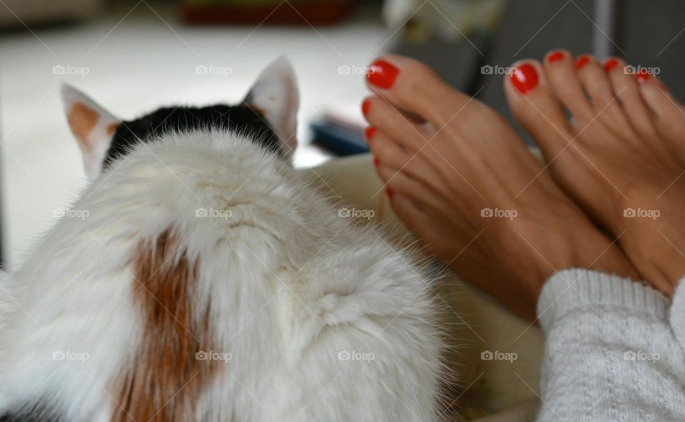 cat and female legs barefoot relaxing home, cozy winter, furry friend