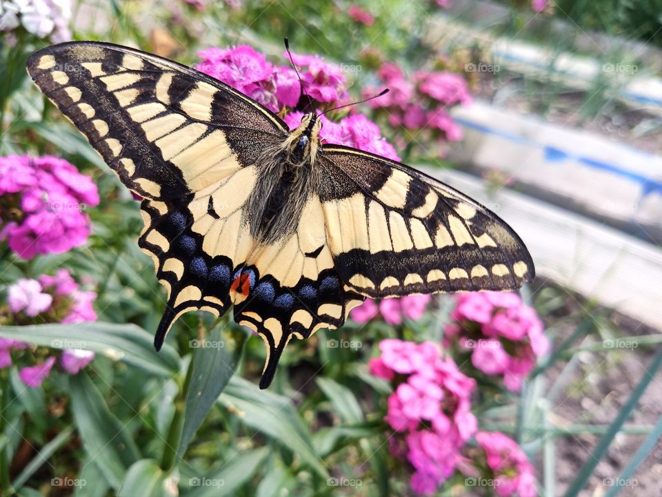 The swallowtail butterfly sits on flowers.  Close-up
