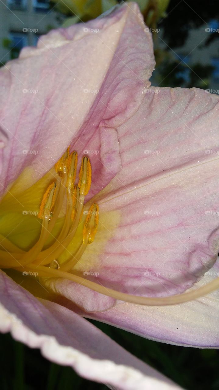 Flower, No Person, Nature, Flora, Garden