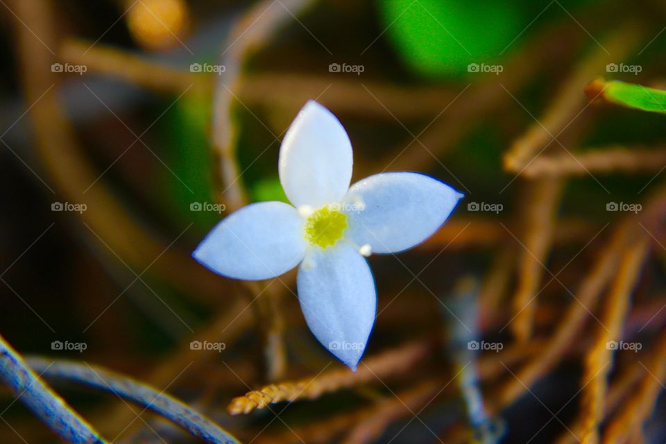 Tiny white wildflower 