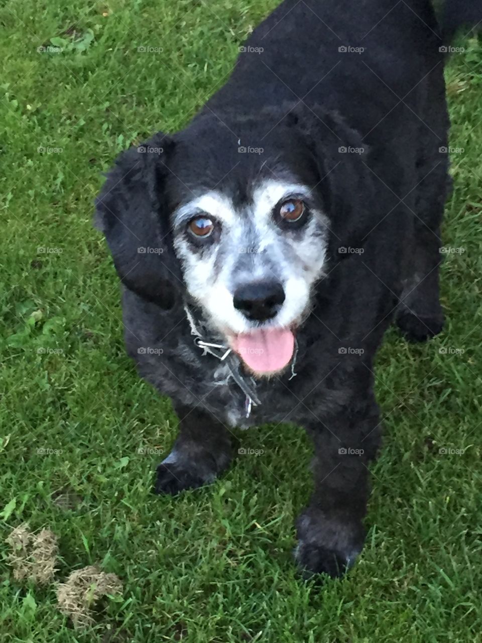 Nelson is our 11 year old cocker who loves cookies. 