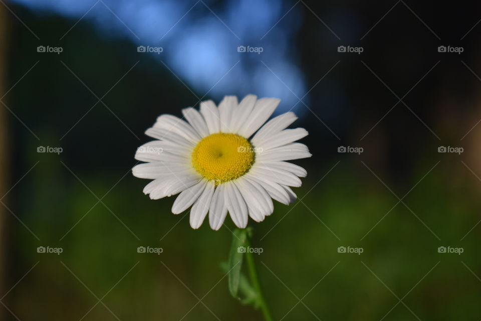 Single daisy flower